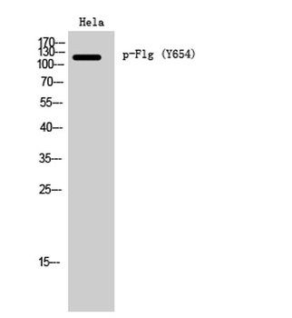 Flg (phospho Tyr654) rabbit pAb Antibody