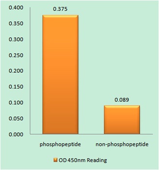 Rabphilin-3A (phospho Ser237) rabbit pAb Antibody