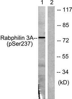 Rabphilin-3A (phospho Ser237) rabbit pAb Antibody