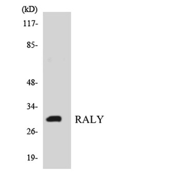 Raly rabbit pAb Antibody