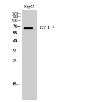 TCP-1 ε rabbit pAb Antibody