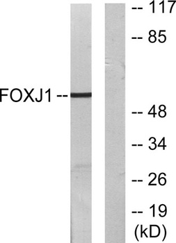 FoxJ1 rabbit pAb Antibody