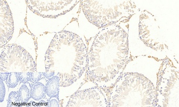 FoxO3A (phospho Ser253) rabbit pAb Antibody