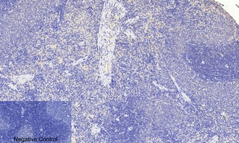 FoxO3A (phospho Ser253) rabbit pAb Antibody