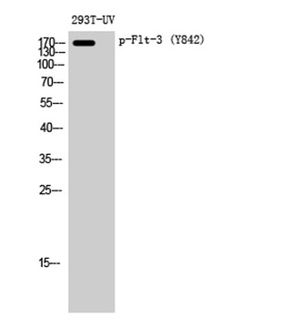 Flt-3 (phospho Tyr842) rabbit pAb Antibody