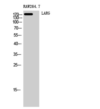 LARG rabbit pAb Antibody