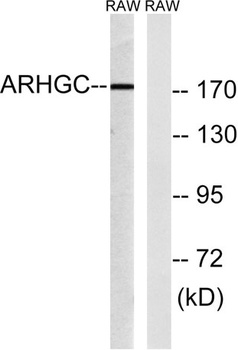 LARG rabbit pAb Antibody