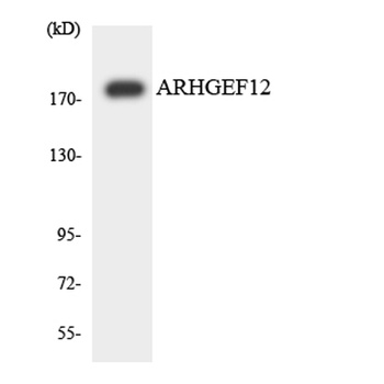 LARG rabbit pAb Antibody