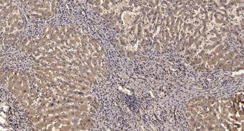 LARG rabbit pAb Antibody