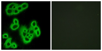 FPR1 rabbit pAb Antibody