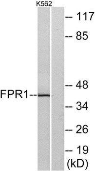 FPR1 rabbit pAb Antibody