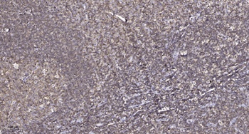 FPR1 rabbit pAb Antibody