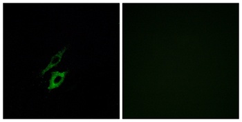 FPR1 rabbit pAb Antibody