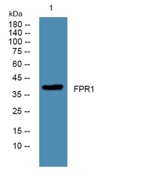 FPR1 rabbit pAb Antibody
