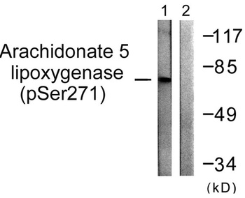 5-LO (phospho Ser272) rabbit pAb Antibody