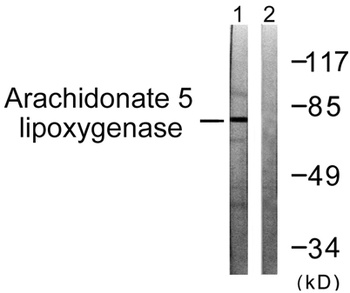 5-LO rabbit pAb Antibody