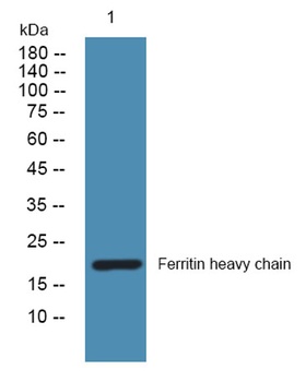 Ferritin heavy chain rabbit pAb Antibody