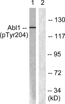 Abl1 (phospho Tyr204) rabbit pAb Antibody