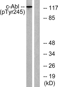 c-Abl (phospho Tyr245) rabbit pAb Antibody