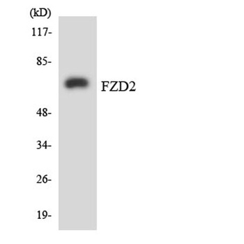 Frizzled-2 rabbit pAb Antibody