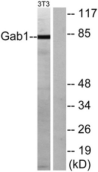Gab 1 rabbit pAb Antibody