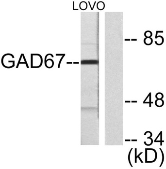 GAD67 rabbit pAb Antibody