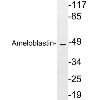 Ameloblastin rabbit pAb Antibody