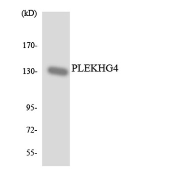 Puratrophin 1 rabbit pAb Antibody