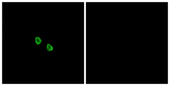 MRGX1 rabbit pAb Antibody