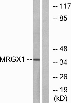 MRGX1 rabbit pAb Antibody