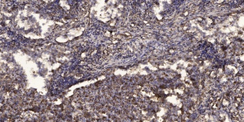 MRGX1 rabbit pAb Antibody