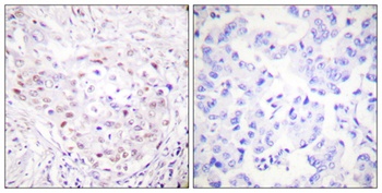 SENP3 rabbit pAb Antibody