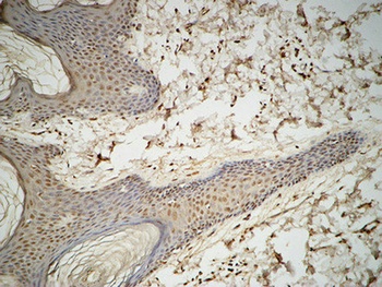 GATA-2/3 rabbit pAb Antibody