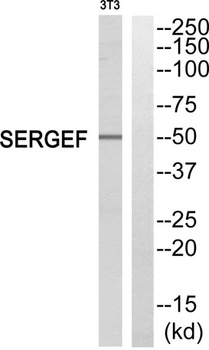 SERGEF rabbit pAb Antibody