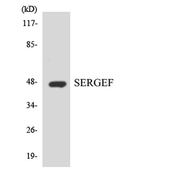 SERGEF rabbit pAb Antibody