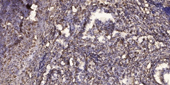 SERGEF rabbit pAb Antibody