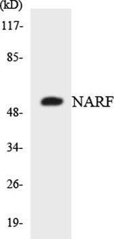NARF rabbit pAb Antibody