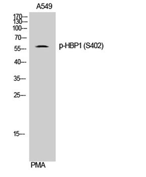HBP1 (phospho Ser402) rabbit pAb Antibody