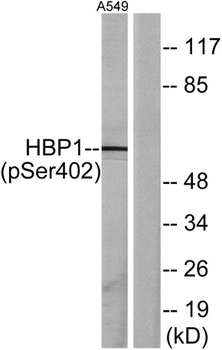 HBP1 (phospho Ser402) rabbit pAb Antibody