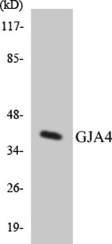 Connexin 37 rabbit pAb Antibody