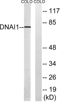 Dynein IC1 rabbit pAb Antibody