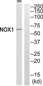 Mox1 rabbit pAb Antibody