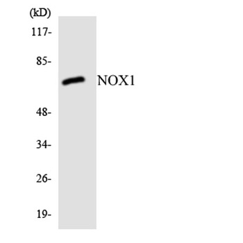 Mox1 rabbit pAb Antibody