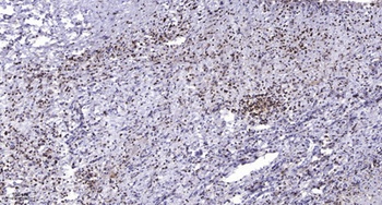 Mox1 rabbit pAb Antibody