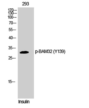 BAM32 (phospho Tyr139) rabbit pAb Antibody