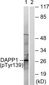 BAM32 (phospho Tyr139) rabbit pAb Antibody
