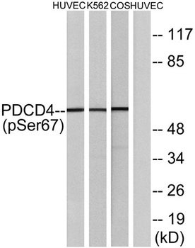 Pdcd-4 (phospho Ser67) rabbit pAb Antibody