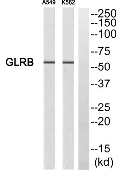GlyRβ rabbit pAb Antibody