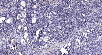 Laminin α-1 rabbit pAb Antibody