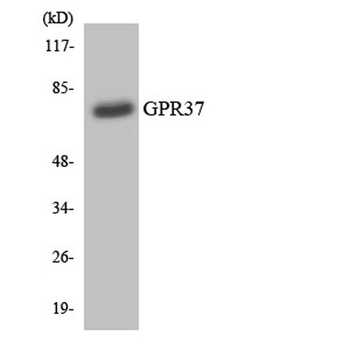 GPR37 rabbit pAb Antibody